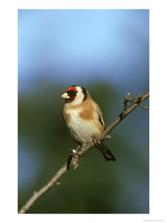 Goldfinch, Carduelis Carduelis Perched On Small Branch Uk by Mark Hamblin Pricing Limited Edition Print image