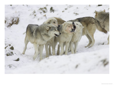 Wolf, Pack Interacting, Scotland by Mark Hamblin Pricing Limited Edition Print image