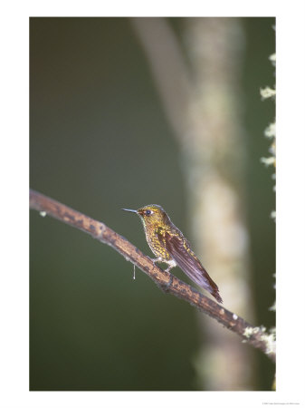 Tyrian Metaltail In Montane Forest Along Eastern Andean Slope, Ecuador by Mark Jones Pricing Limited Edition Print image