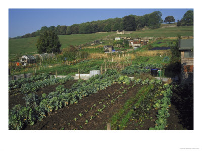 Allotments by Mark Hamblin Pricing Limited Edition Print image