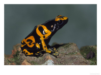 Yellow & Black Poison Arrow Frog, Dendrobates Leucomelas by Brian Kenney Pricing Limited Edition Print image