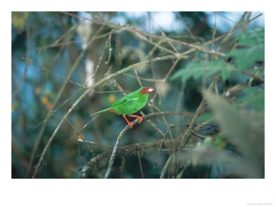 Grass Green Tanager, Mindo Valley, Ecuador by Mark Jones Pricing Limited Edition Print image