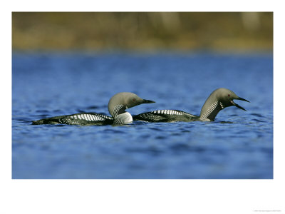 Black-Throated Diver, Pair Calling, Norway by Mark Hamblin Pricing Limited Edition Print image