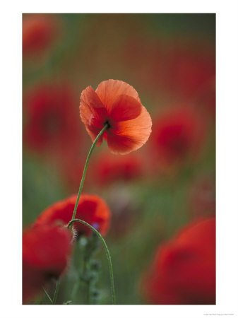 Common Poppy, Close-Up Of Flowers In Field, Uk by Mark Hamblin Pricing Limited Edition Print image