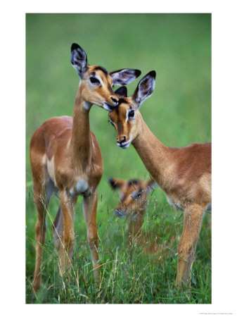 Impala, Juveniles Grooming Each Other, Malamala Game Reserve, South Africa by Roger De La Harpe Pricing Limited Edition Print image