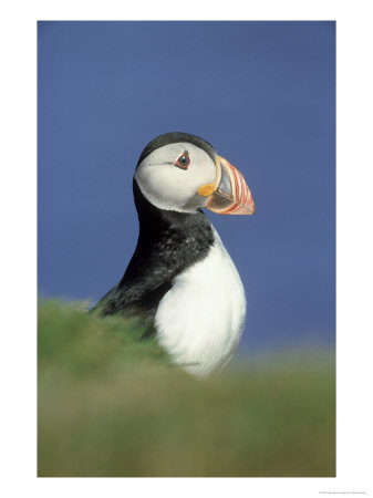Atlantic Puffin, Fratercula Arctica Close-Up Portrait Of Adult Inner Hebrides, Scotland by Mark Hamblin Pricing Limited Edition Print image
