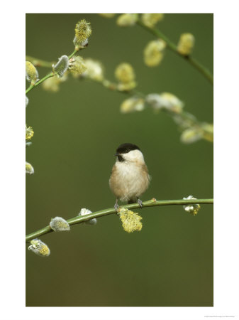 Willow Tit, Parus Montanus Perched On Pussy Willow, Uk by Mark Hamblin Pricing Limited Edition Print image