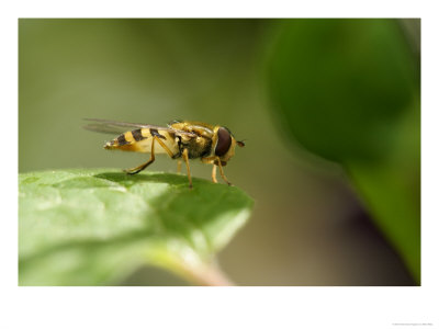 Marmalade Fly On Edge Of Garden Clematis Leaf, Middlesex, Uk by Elliott Neep Pricing Limited Edition Print image