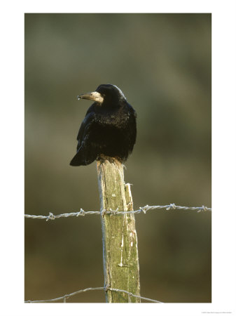 Rook, Corvus Frugilegus Adult Perched On Fence Post Feb, Scotland by Mark Hamblin Pricing Limited Edition Print image