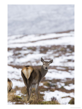 Highland Red Deer, Hind Looking Over Shoulder In Snowy Grass, The Highlands, Scotland by Elliott Neep Pricing Limited Edition Print image