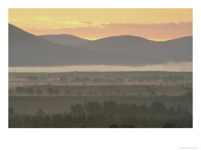 Scots Pines In Mist At Dawn, Scotland by Mark Hamblin Pricing Limited Edition Print image