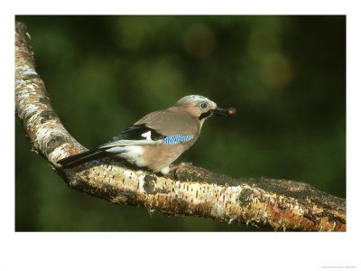 Jay, Garrulus Glandarius Perched With Acorn In Beak Yorkshire by Mark Hamblin Pricing Limited Edition Print image