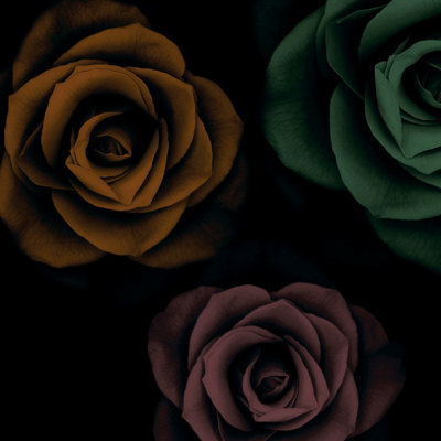 Rose Trio I by Jan Lens Pricing Limited Edition Print image