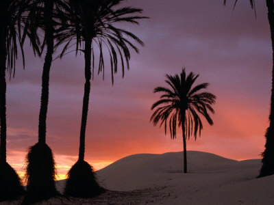 Palm Trees And Sand Dunes At Dawn, Douz, Tunisia by Wayne Walton Pricing Limited Edition Print image