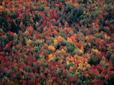 Fall Colour In The Treetops, Machias, Maine, Usa by Jim Wark Pricing Limited Edition Print image