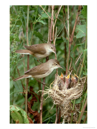Reed Warbler, Acrocephalus Scirpaceus Pair At Nest With Chicks, Uk by Mark Hamblin Pricing Limited Edition Print image