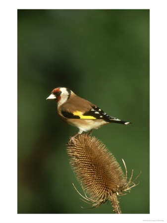 Goldfinch, Carduelis Carduelis Feeding From Teasel Head Uk by Mark Hamblin Pricing Limited Edition Print image