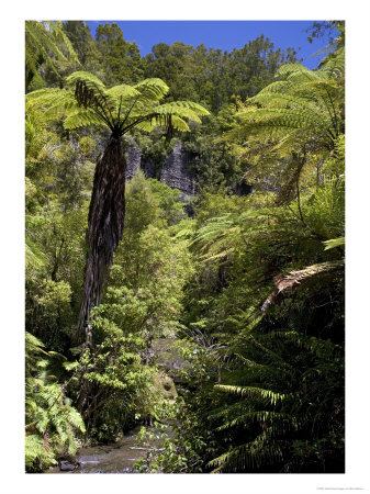 Mixed Ancient Forest In The Waitakere Cascade Range, New Zealand, With Tree Ferns, Podocarps by Bob Gibbons Pricing Limited Edition Print image
