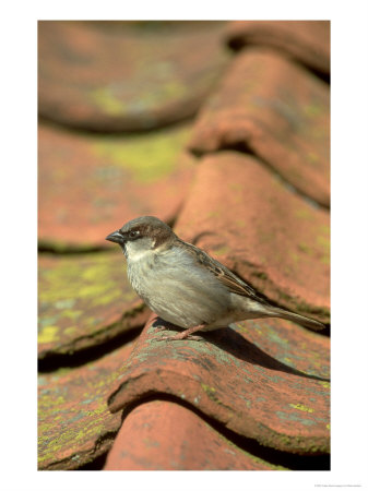 House Sparrow by Mark Hamblin Pricing Limited Edition Print image