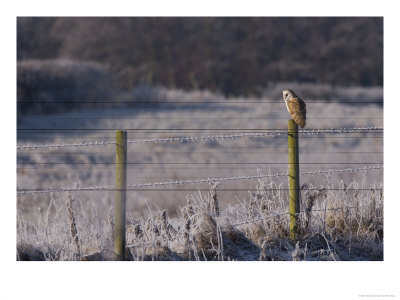 Barn Owl, Perched On Fence Post, Lancashire, Uk by Elliott Neep Pricing Limited Edition Print image