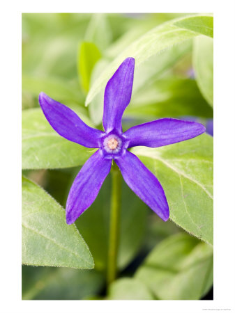 Greater Periwinkle, Vinca Major Variety Oxyloba by Geoff Kidd Pricing Limited Edition Print image