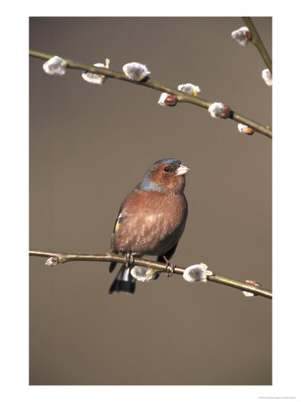 Chaffinch, Male Perched On Pussy Willow, Uk by Mark Hamblin Pricing Limited Edition Print image