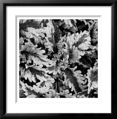 Ferns by Michael Joseph Pricing Limited Edition Print image