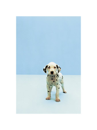 Dalmatian by Erin Patrice O'brien Pricing Limited Edition Print image
