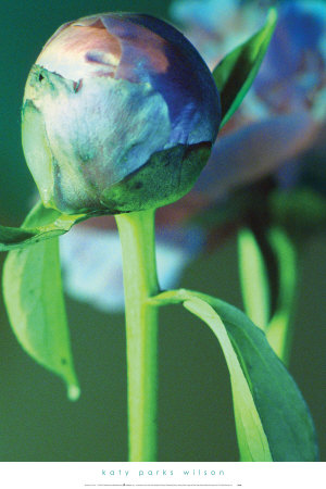 Peony Bud by Katy Parks Wilson Pricing Limited Edition Print image