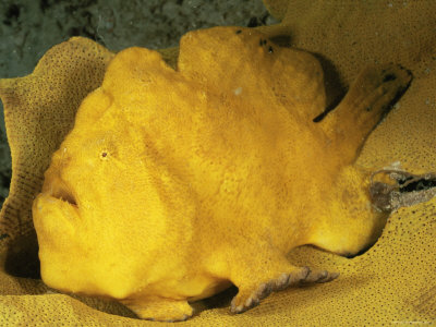 Giant Frogfish, Camouflaged On Yellow Sponge, Mabul Island, Sabah, Celebes Sea, Borneo, Malaysia by Doug Perrine Pricing Limited Edition Print image