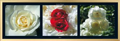 Red And Pink Roses by Laurent Pinsard Pricing Limited Edition Print image