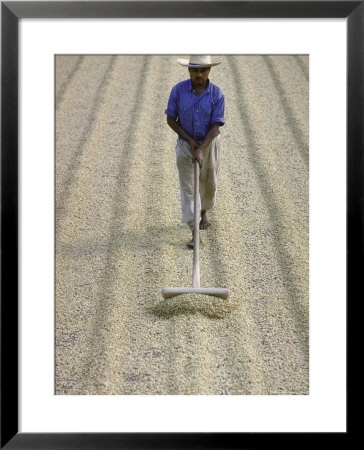 Worker Using Hoe Like Device To Turn Coffee Beans Drying In The Sun At La Retana Plantation by John Dominis Pricing Limited Edition Print image