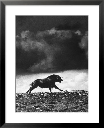 Musk Oxen Hunt In Arctic Tundra, Lone Musk Ox Running Widely From Hunters by Fritz Goro Pricing Limited Edition Print image