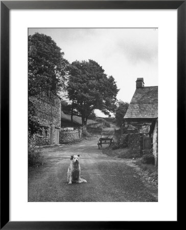 Collie Sheepdog Sitting In Road Leading Up Toward Castle Farm Owned By Beatrix Potter by George Rodger Pricing Limited Edition Print image