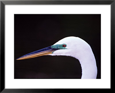 Great Egret In Breeding Plumage, Florida, Usa by Charles Sleicher Pricing Limited Edition Print image