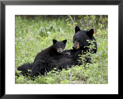 Black Bear Sow Nursing A Spring Cub, Yellowstone National Park, Wyoming, Usa by James Hager Pricing Limited Edition Print image