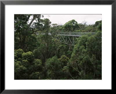 Treetop Walk, Valley Of The Giants, Walpole, Western Australia, Australia by G Richardson Pricing Limited Edition Print image