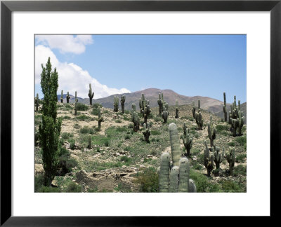 Cardones Growing In The Altiplano Desert Near Tilcara, Jujuy, Argentina, South America by Lousie Murray Pricing Limited Edition Print image
