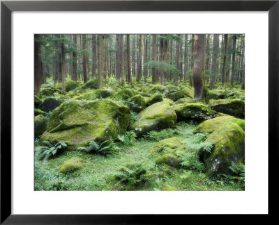 Mossy Rocks, Reserve Forest, Manali, Himachal Pradesh State, India by Jochen Schlenker Pricing Limited Edition Print image