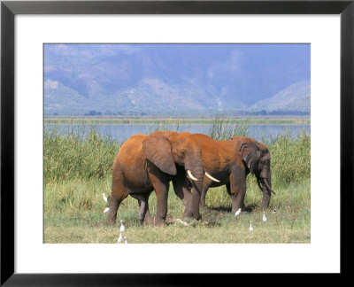 Elephants, Lake Jipe, Tsavo West, Kenya, East Africa, Africa by Storm Stanley Pricing Limited Edition Print image