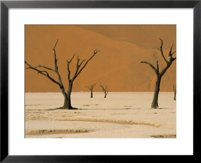 Dead Vlei, Sossusvlei Dune Field, Namib-Naukluft Park, Namib Desert, Namibia, Africa by Steve & Ann Toon Pricing Limited Edition Print image