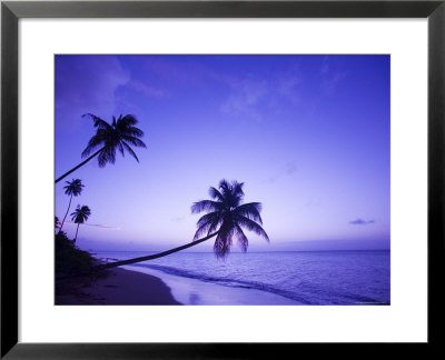 Lone Palm Trees At Sunset, Coconut Grove Beach At Cade's Bay, Nevis, Caribbean by Greg Johnston Pricing Limited Edition Print image