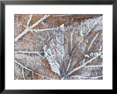 Frost Covered Autumnal Leaves On Grass, Peterborough, Cambs, England by Lee Frost Pricing Limited Edition Print image