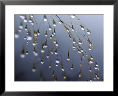 Dewdrops, Huansan, China by Art Wolfe Pricing Limited Edition Print image
