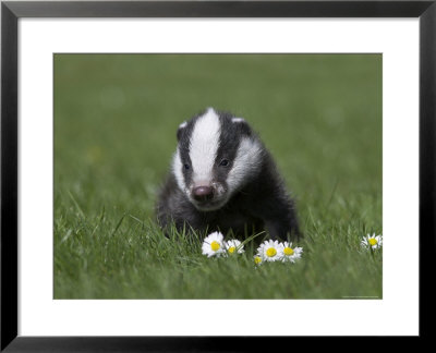 Badger Cub (Meles Meles), Captive, United Kingdom, Europe by Ann & Steve Toon Pricing Limited Edition Print image