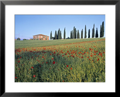 Poppies, Tuscany, Italy by Peter Adams Pricing Limited Edition Print image