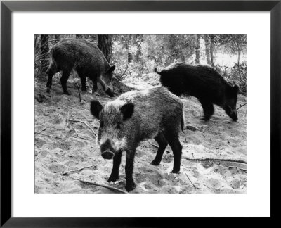 Wild Boar In Bolgheri by Vincenzo Balocchi Pricing Limited Edition Print image
