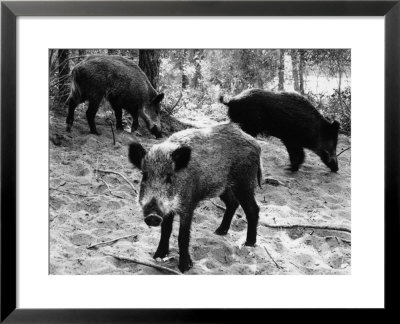 Wild Boar In Bolgheri by Vincenzo Balocchi Pricing Limited Edition Print image