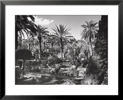 Garden Of Palm Trees In Palermo by A. Villani Pricing Limited Edition Print image