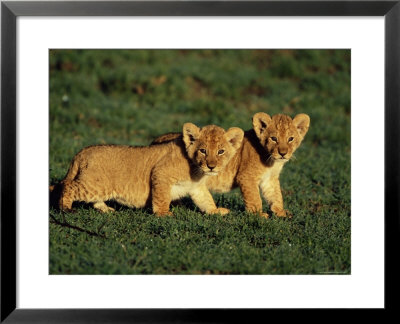 African Lion Young Cubs by Andy Rouse Pricing Limited Edition Print image